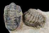 Two Associated Crotalocephalina Trilobites - Foum Zguid, Morocco #125472-3